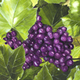 grapevine print