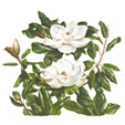 magnolia print