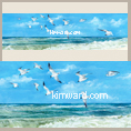 beach seagulls