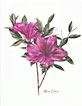 azaleas - pink - floral card