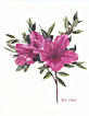 azaleas - pink card