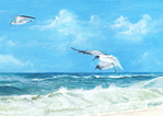 beach seagulls