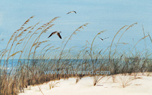 beach print seagulls, 14 x 24, canvas 20 x 30, small 10 x 16
