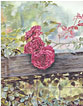 beauties, roses note card