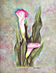 greeting card - calla lilies