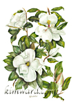 magnolia print