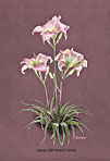 Day Lily Print