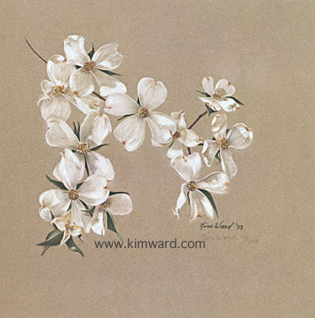 White Dogwoods -Pastel
