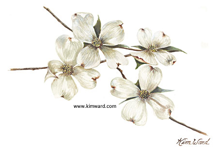 watercolor white dogwoods