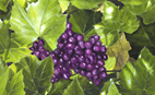   grapes fruit print watercolor