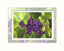 grapes min print