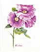 hollyhock - pink- notes