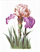 iris 1 greeting card