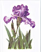 iris note card