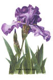 iris By Watercolor Artist Kim Ward of realistic watercolor florals, roses, irises, beach, Victorian, china plate