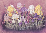 iris garden