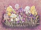 Irises in Pastel by Artist Kim Ward