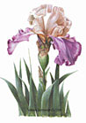 iris By Watercolor Artist Kim Ward of realistic watercolor florals, roses, irises, beach, Victorian, china plate