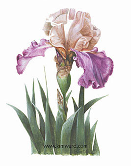 Iris print
