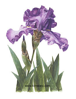 Iris print
