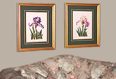 iris watercolor Paintings
