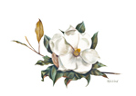 just-a-magnolia-2-mat