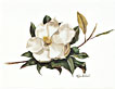 magnolia greeting card