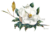 painting of single magnolia