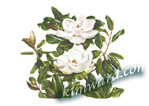 magnolia pair