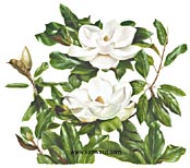 Magnolia Pair Print