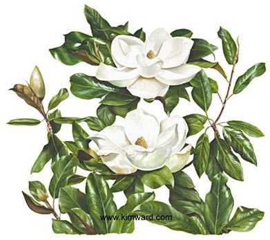 Magnolia Print , Watercolor art By Artist Kim Ward
