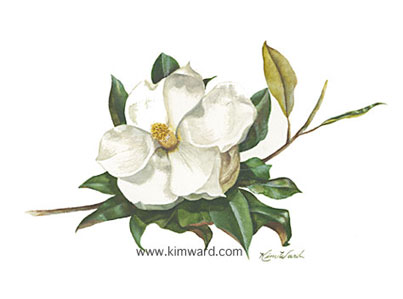 Just A Magnolia