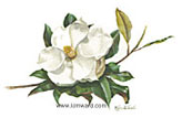 magnolia print, watercolor