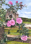 birdhouse with roses