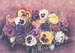 pansy card