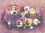 Pansy Print