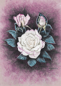 pastel roses