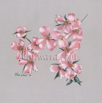 Pink Dogwoods -Pastel