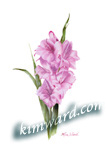 pink gladiolas 
