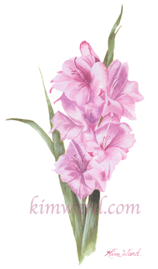 Watercolor Print Of pink gladiolas