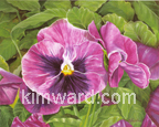 Pansy Print