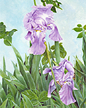 purple irises