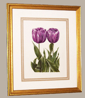 Framed size 19 x 22 purple tulip watercolor painting