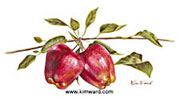 Image Size 6 x 11  Paper Size 11 x 17  red apples, fruit painting, watercolor
