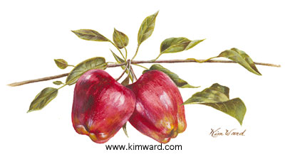 Apple, red deilicious watercolor painting