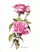 rose greeting cards 11