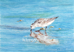 sandpiper