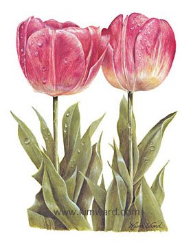 Iris print