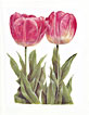 tulip 1 greeting card