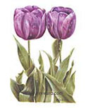 Floral Print - Tulips